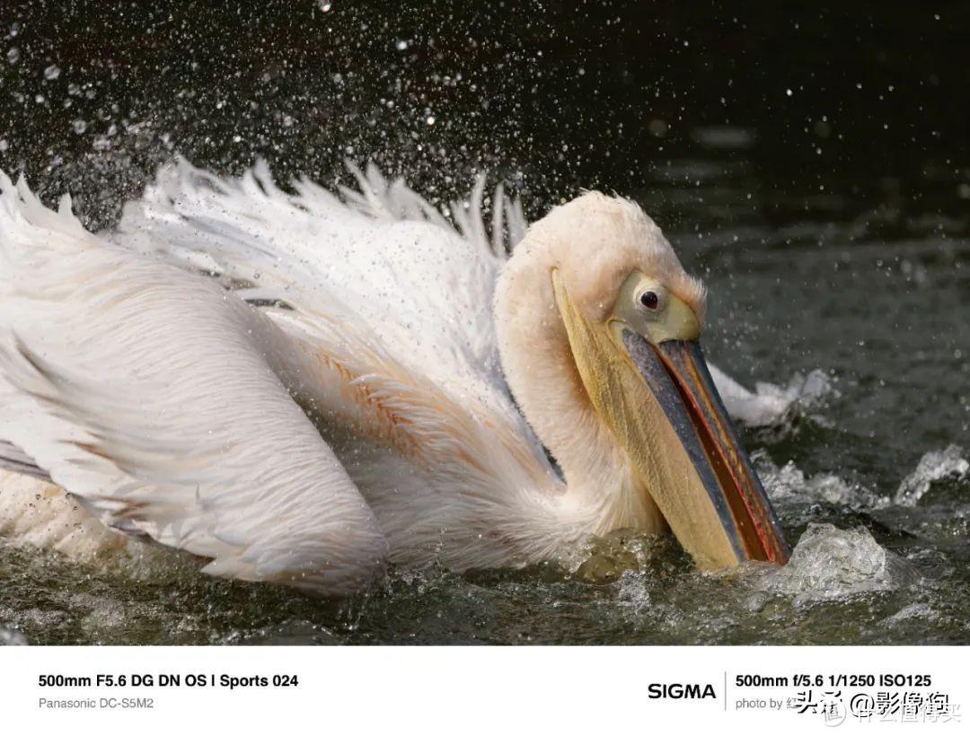 更轻、更强!适马500mm F5.6 DG DN OS | Sports测评