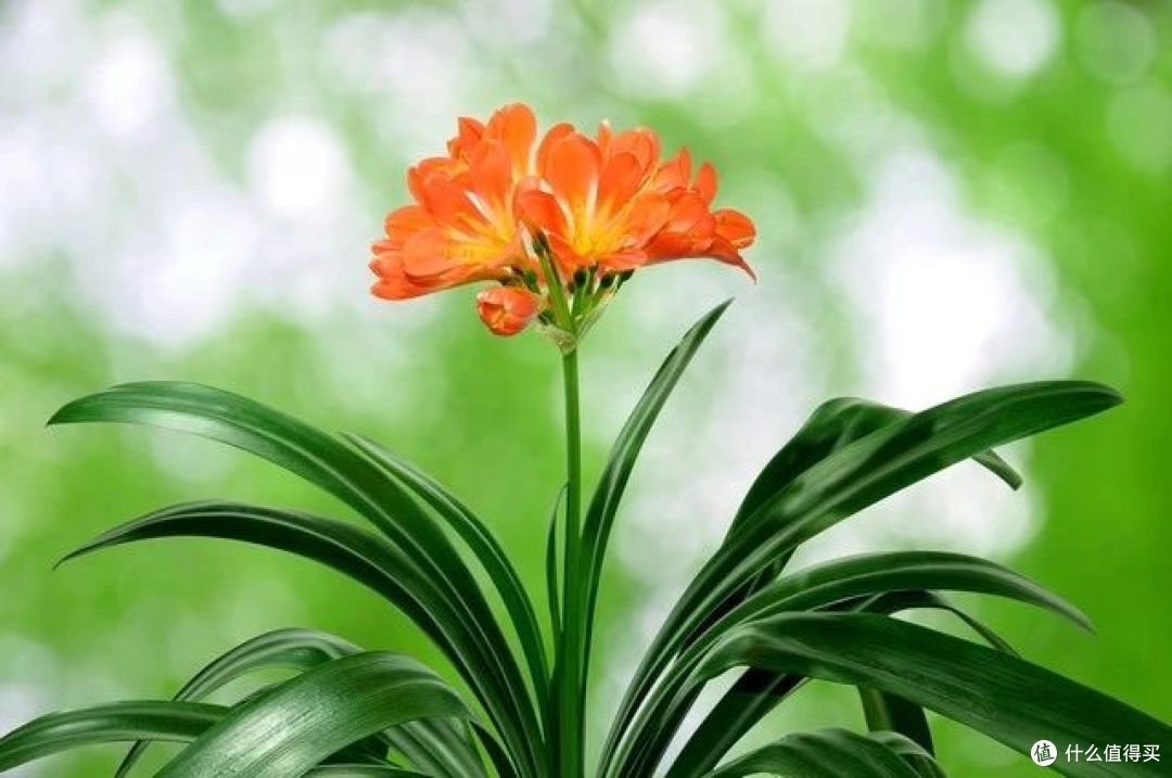君子兰吃了“这种宝贝”,花箭如手腕粗,很快就开花,冬天也疯长