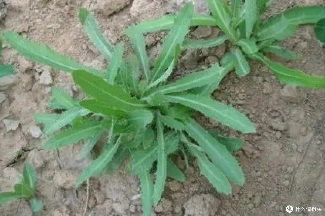 春天哪里去?野外的挖挖,这个时节不去挖野菜简直就是浪费春光。
