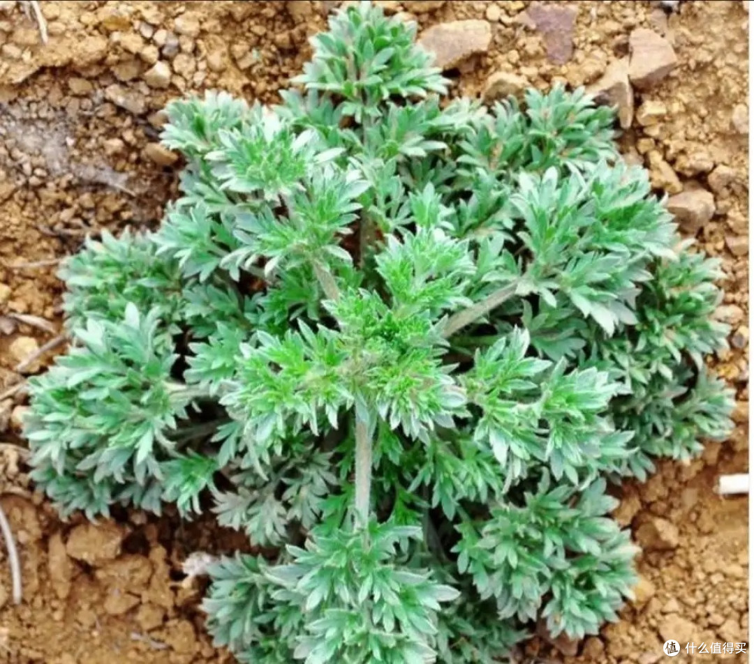 春天哪里去?野外的挖挖,这个时节不去挖野菜简直就是浪费春光。