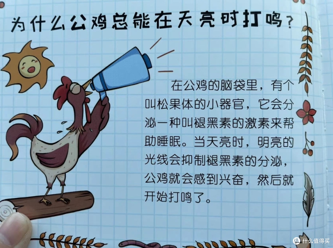为什么公鸡总能在天亮时打鸣?