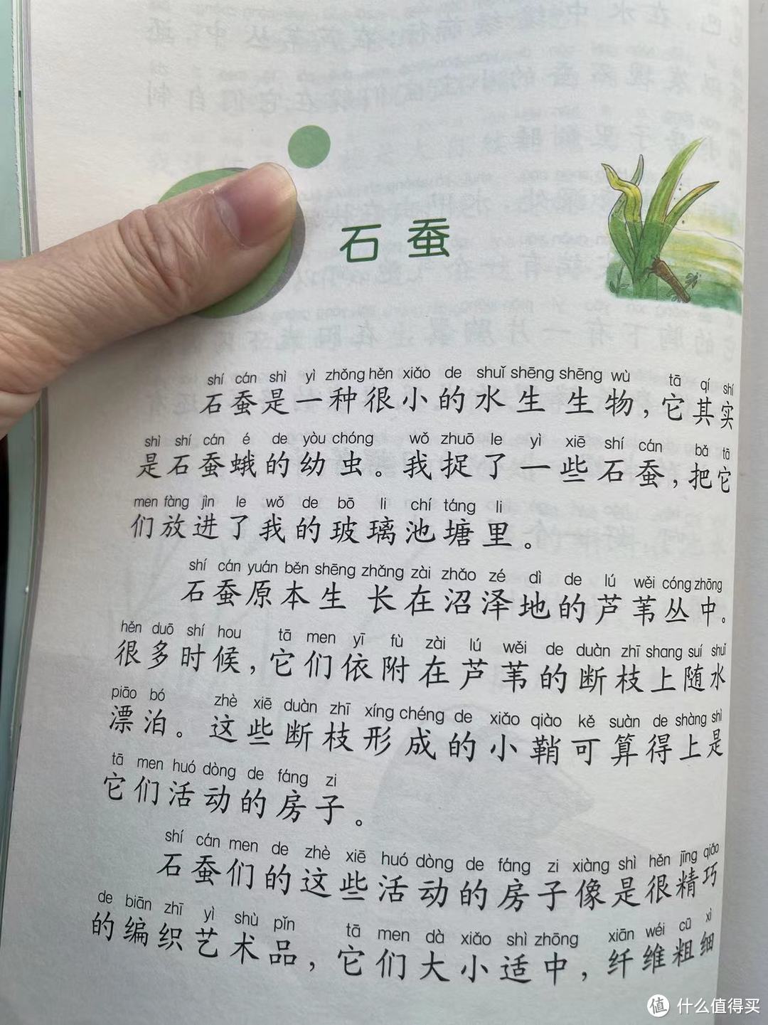 和娃一起读《昆虫记》之石蚕