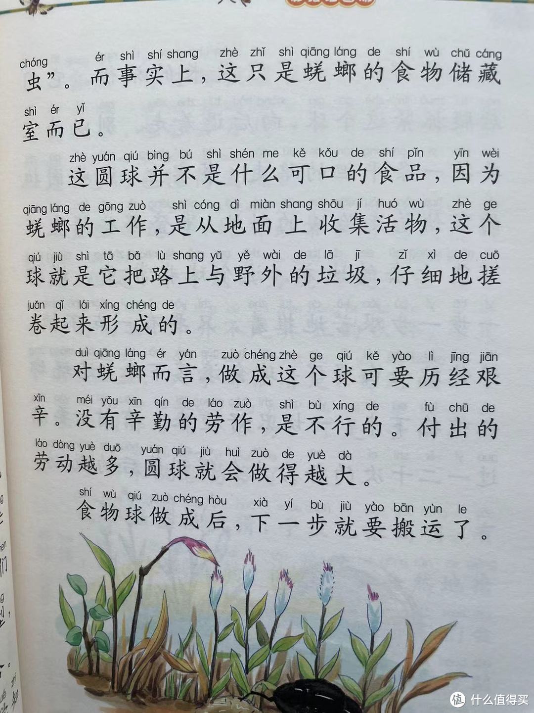 和娃一起读《昆虫记》之蜣 螂