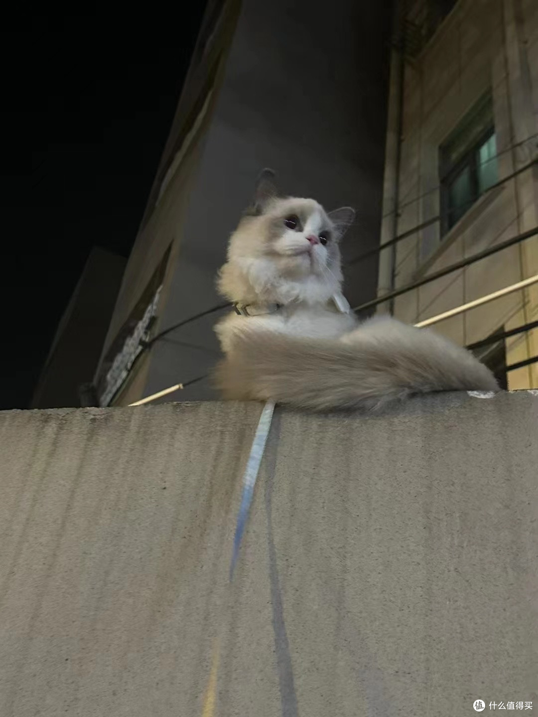 你家的喵出门散步不咯 关注喵