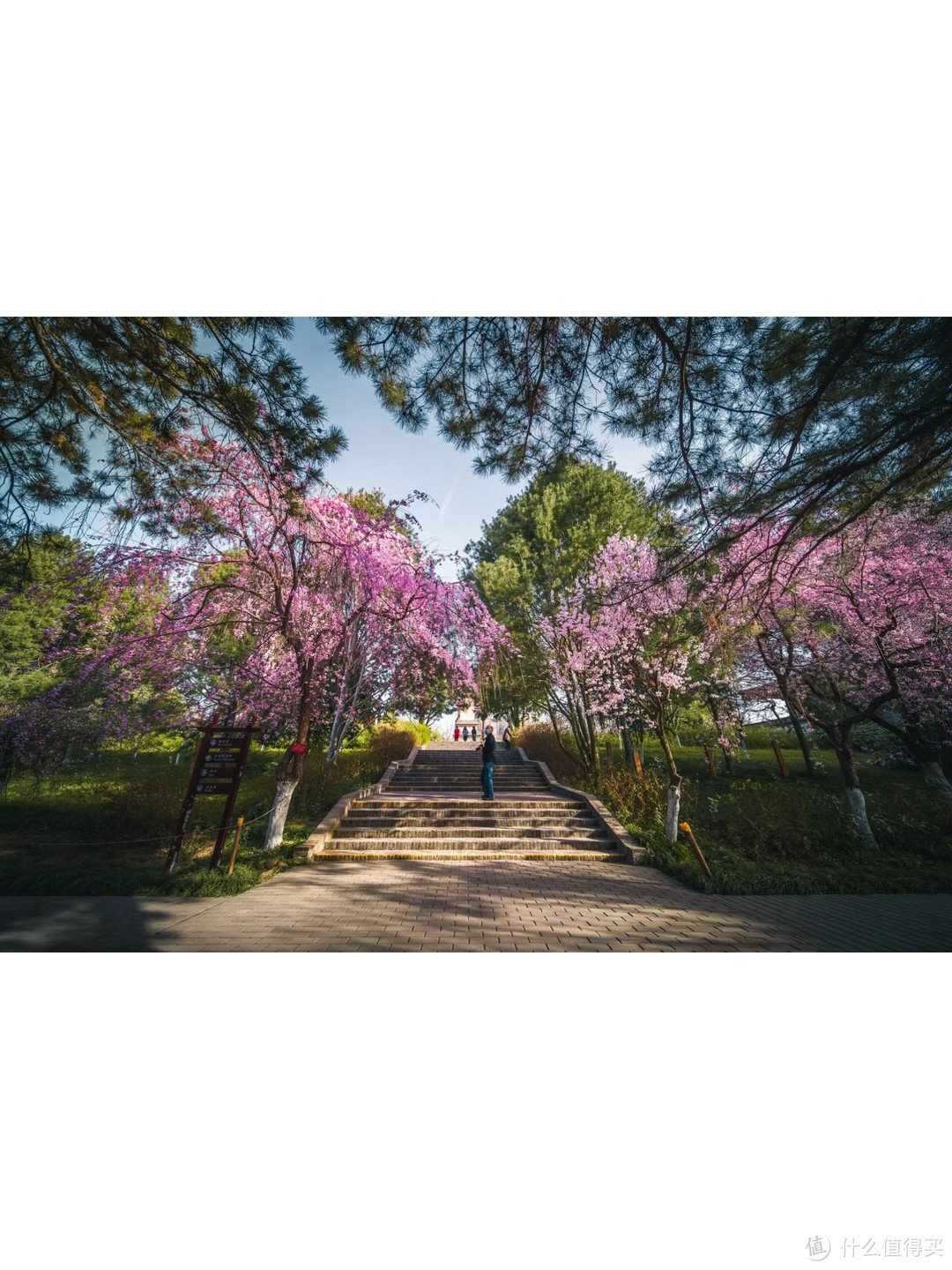 暖春拍樱花，试试这几个技巧