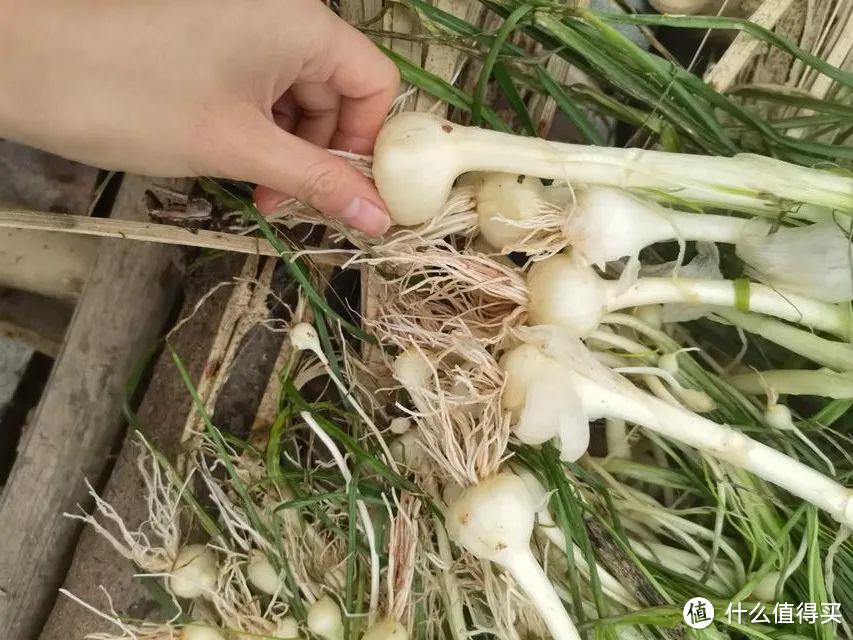 年过完啦，我们湘西地区已经穷得挖“野草”吃了！