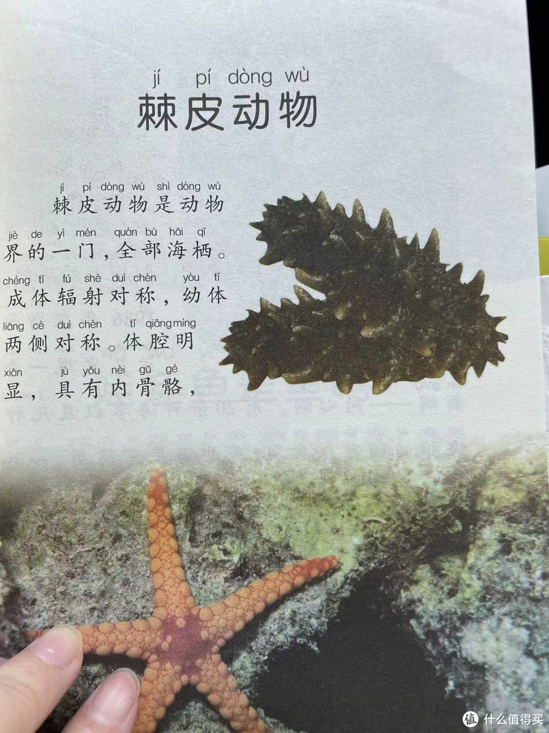 中国孩子的百科全书之棘皮动物