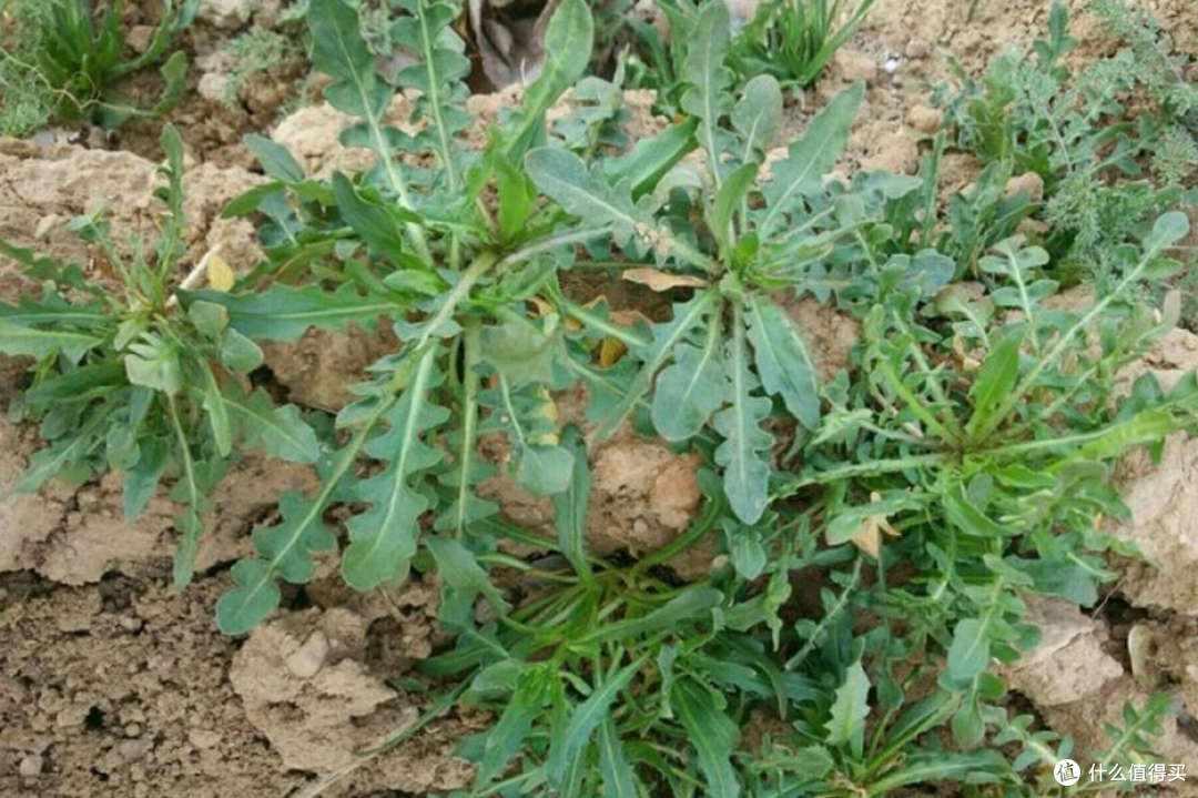 你家每年春天餐桌上必有的一道菜是什么?
