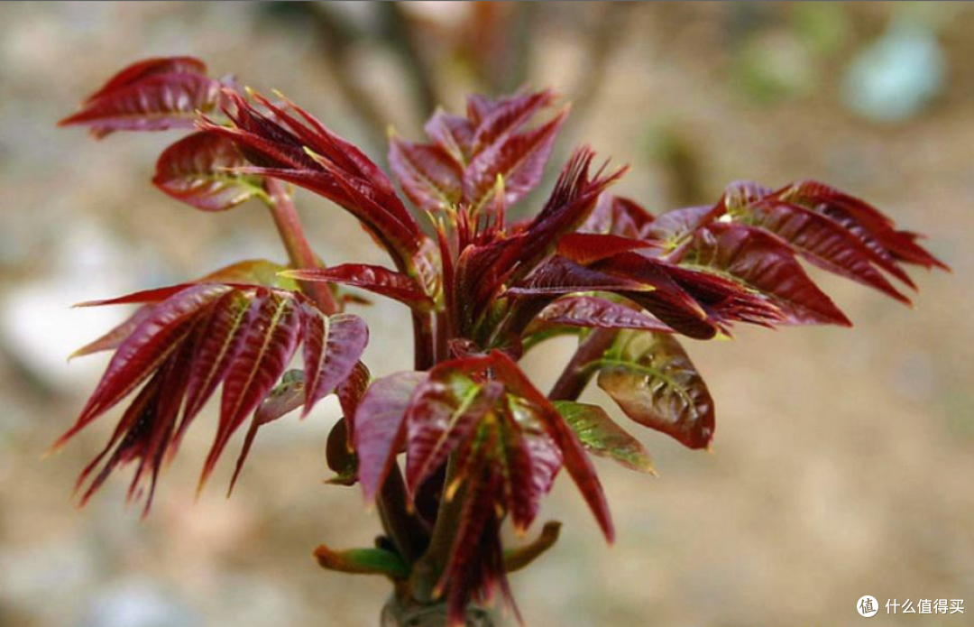 你家每年春天餐桌上必有的一道菜是什么?