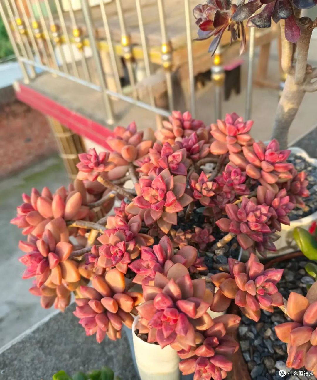 6种多肉便宜好养爱爆盆,见阳光就“上色”,难怪大家争着养