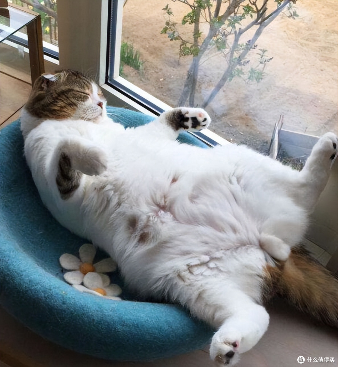 猫咪的这9种“睡姿”,一不小心,就暴露了它们的心理!