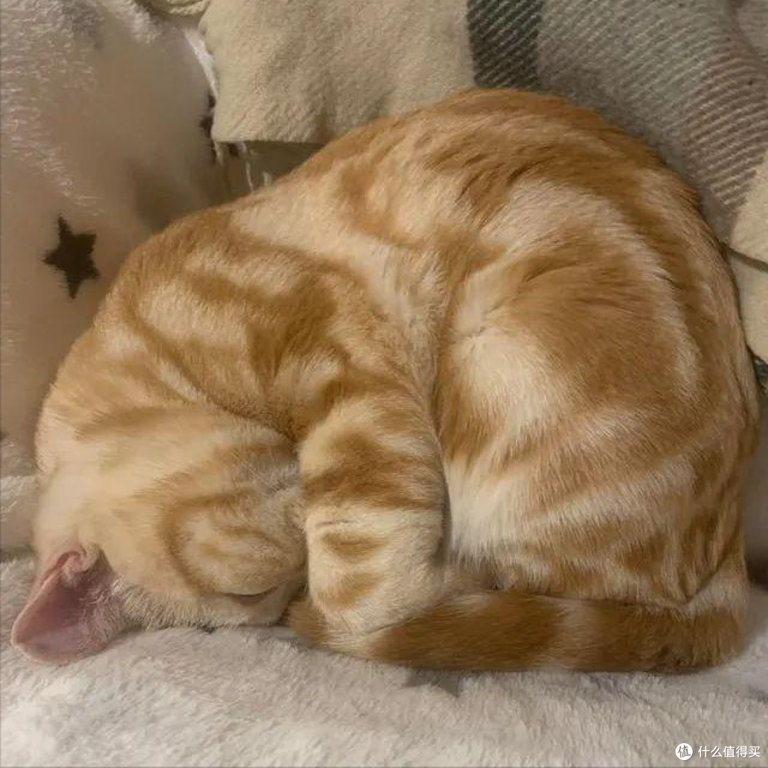 猫咪的这9种“睡姿”,一不小心,就暴露了它们的心理!