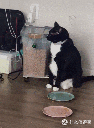 猫咪的这9种“睡姿”,一不小心,就暴露了它们的心理!