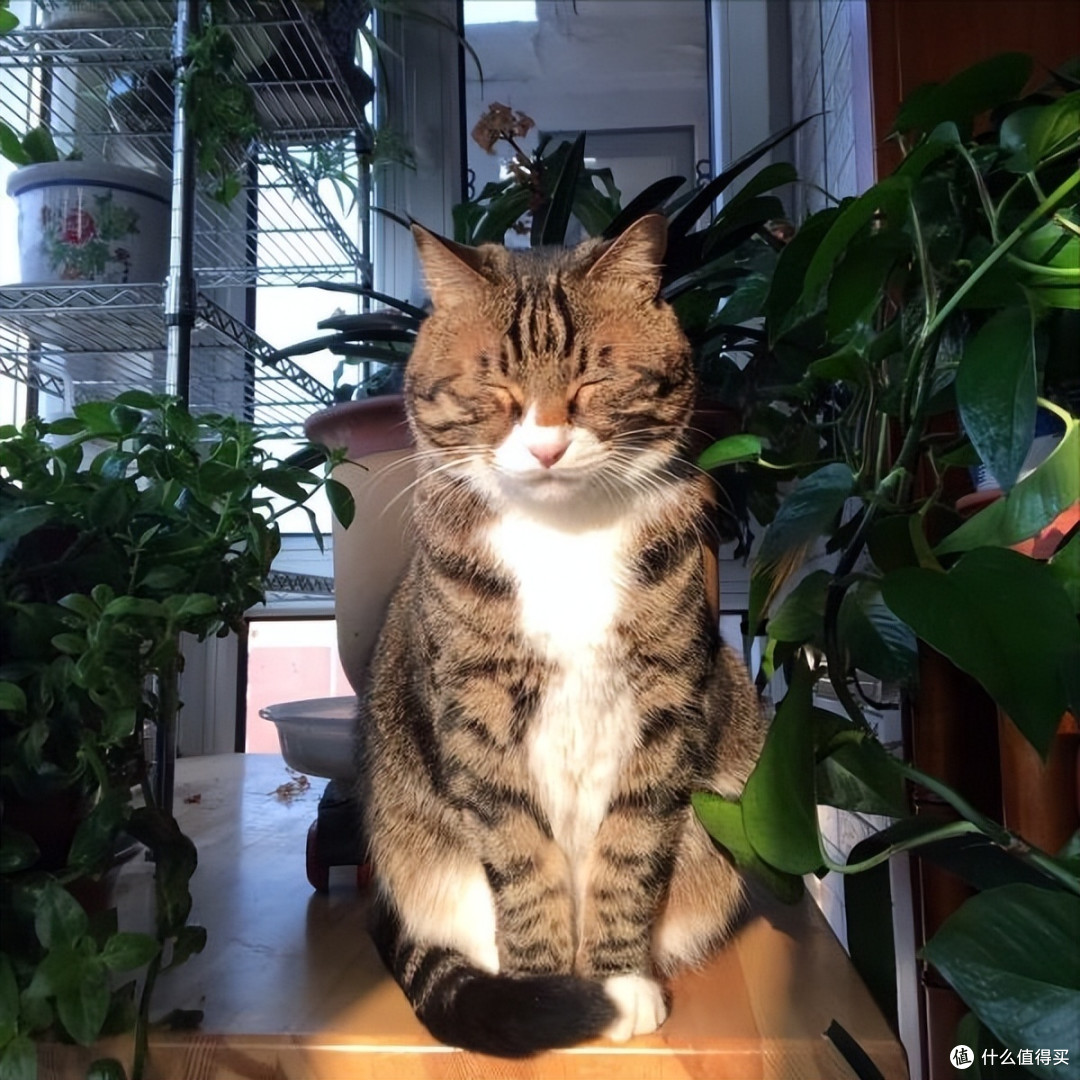 猫咪的这9种“睡姿”,一不小心,就暴露了它们的心理!