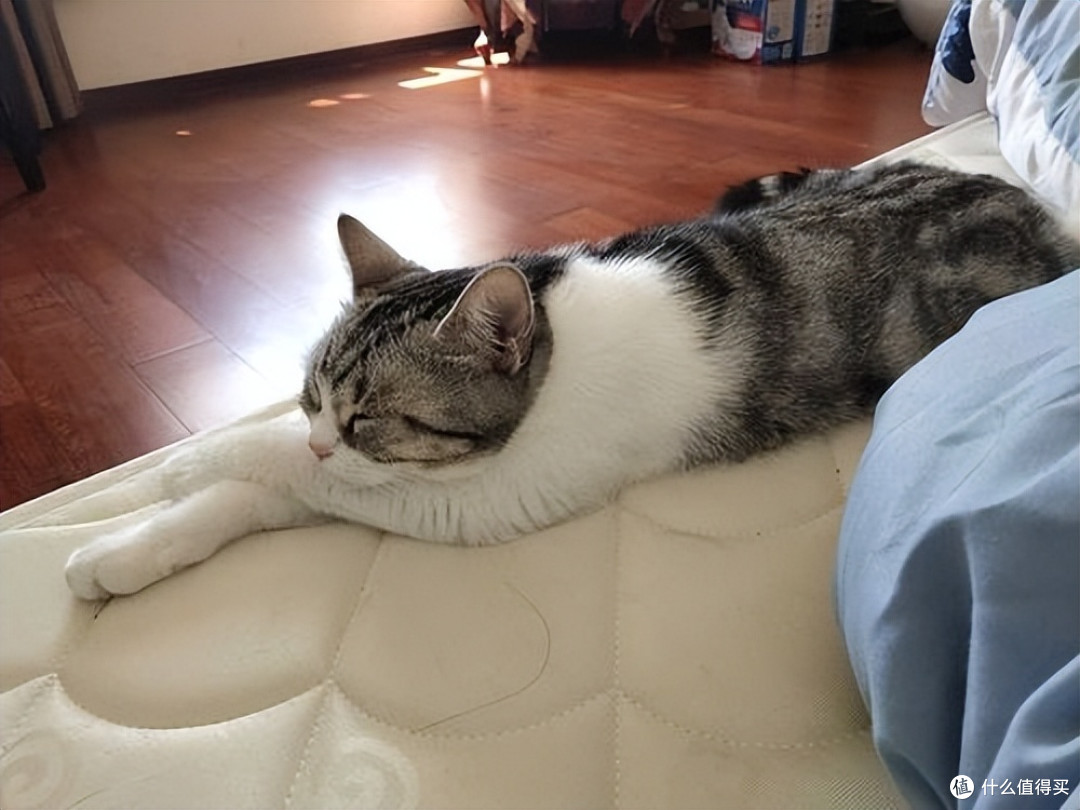 猫咪的这9种“睡姿”,一不小心,就暴露了它们的心理!