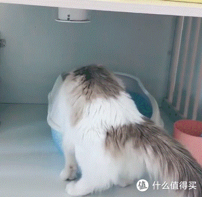若一只猫过得“快乐”,会有这些表现,骗不了人的!