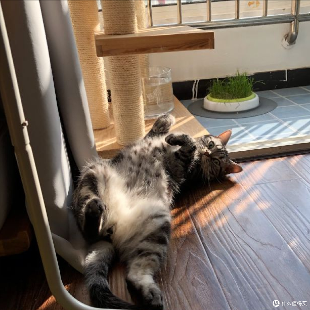 若一只猫过得“快乐”,会有这些表现,骗不了人的!