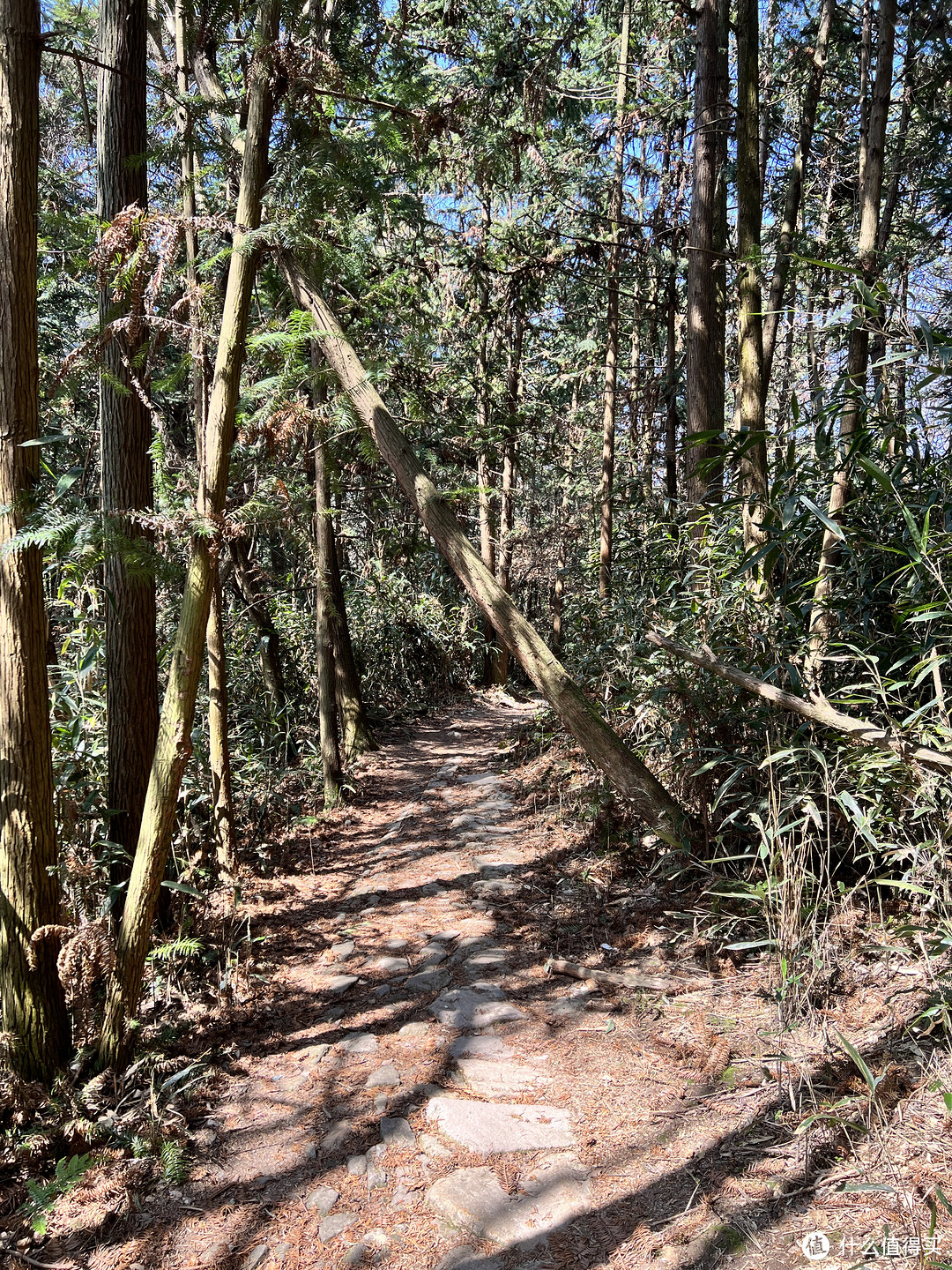 好春光，一定要出去踏青——宁波福泉山登山步道