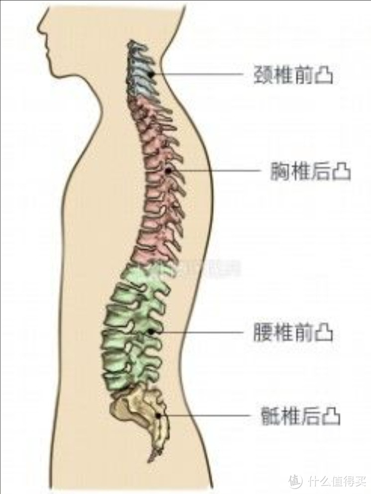 人体脊椎
