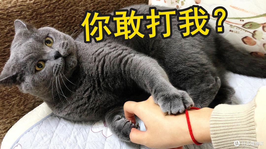 “经常挨打”和“从不挨打”的猫咪,过的完全是两种猫生!