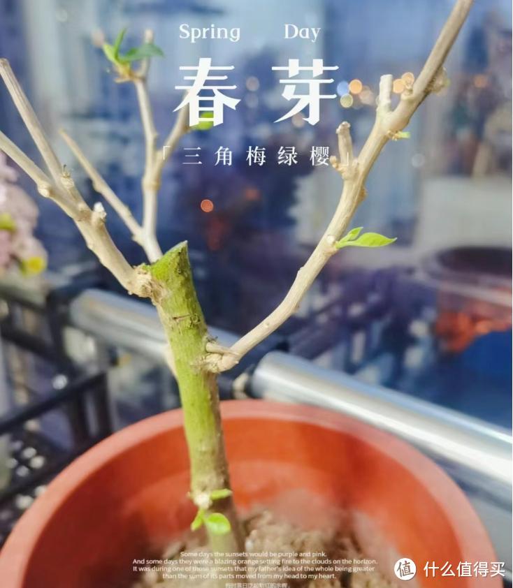 要“春剪”的7种花，剪后秒变开花“小劳模”