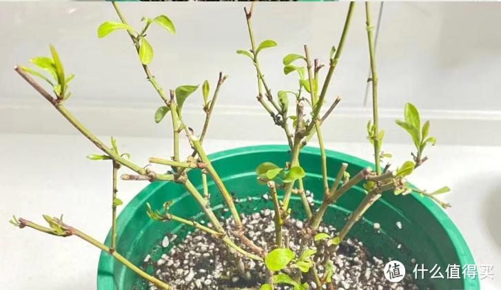 要“春剪”的7种花,剪后秒变开花“小劳模”