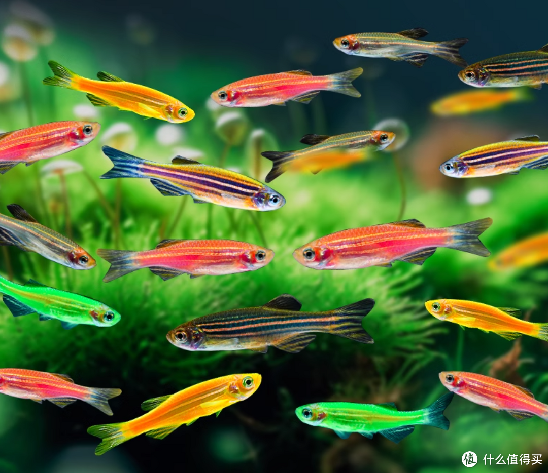 只要50元轻松打造权游风的小型鱼缸懒人手残党也能养鱼啦