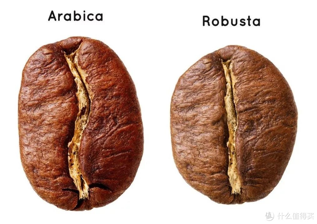 两大主流的咖啡豆品种：Arabica（阿拉比卡） VS Robusita（罗布斯塔）