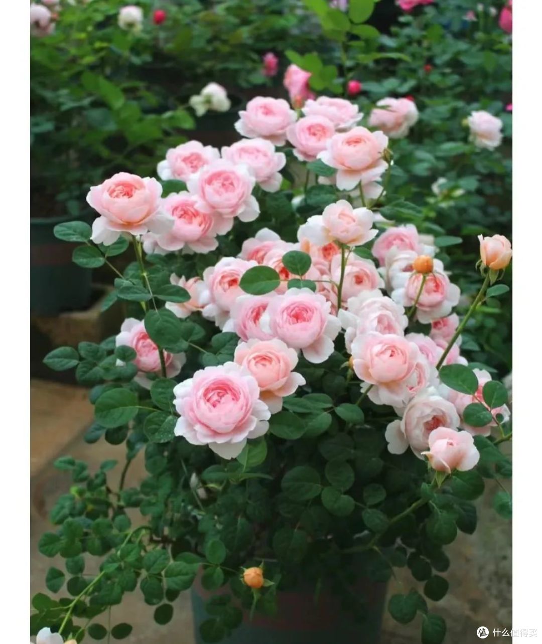 60岁她养月季花20年，“经验”分享用5招，花开不断常爆盆