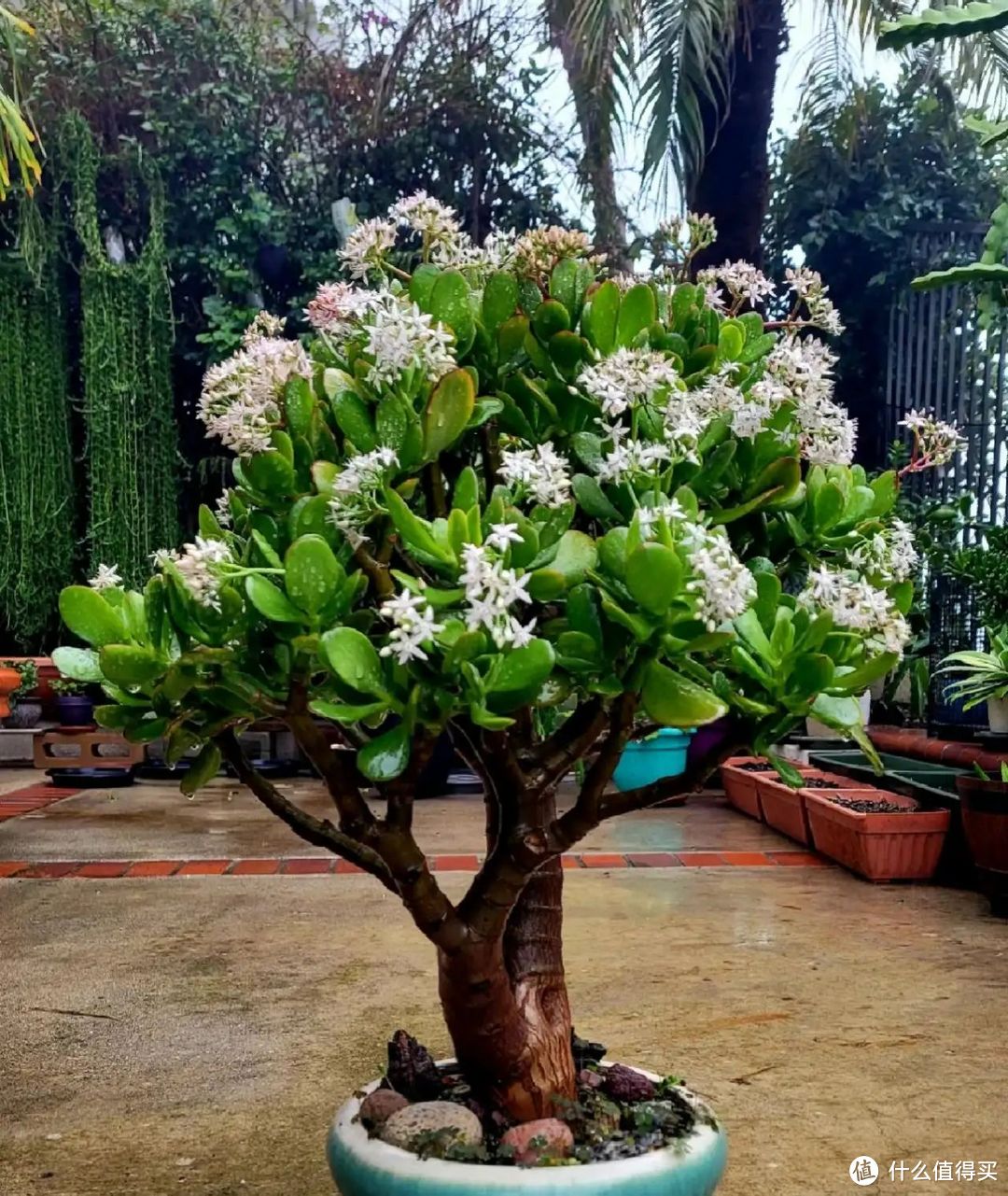 串门见到这3种花，要个枝拿回家养，一年变盆景，越养越值钱