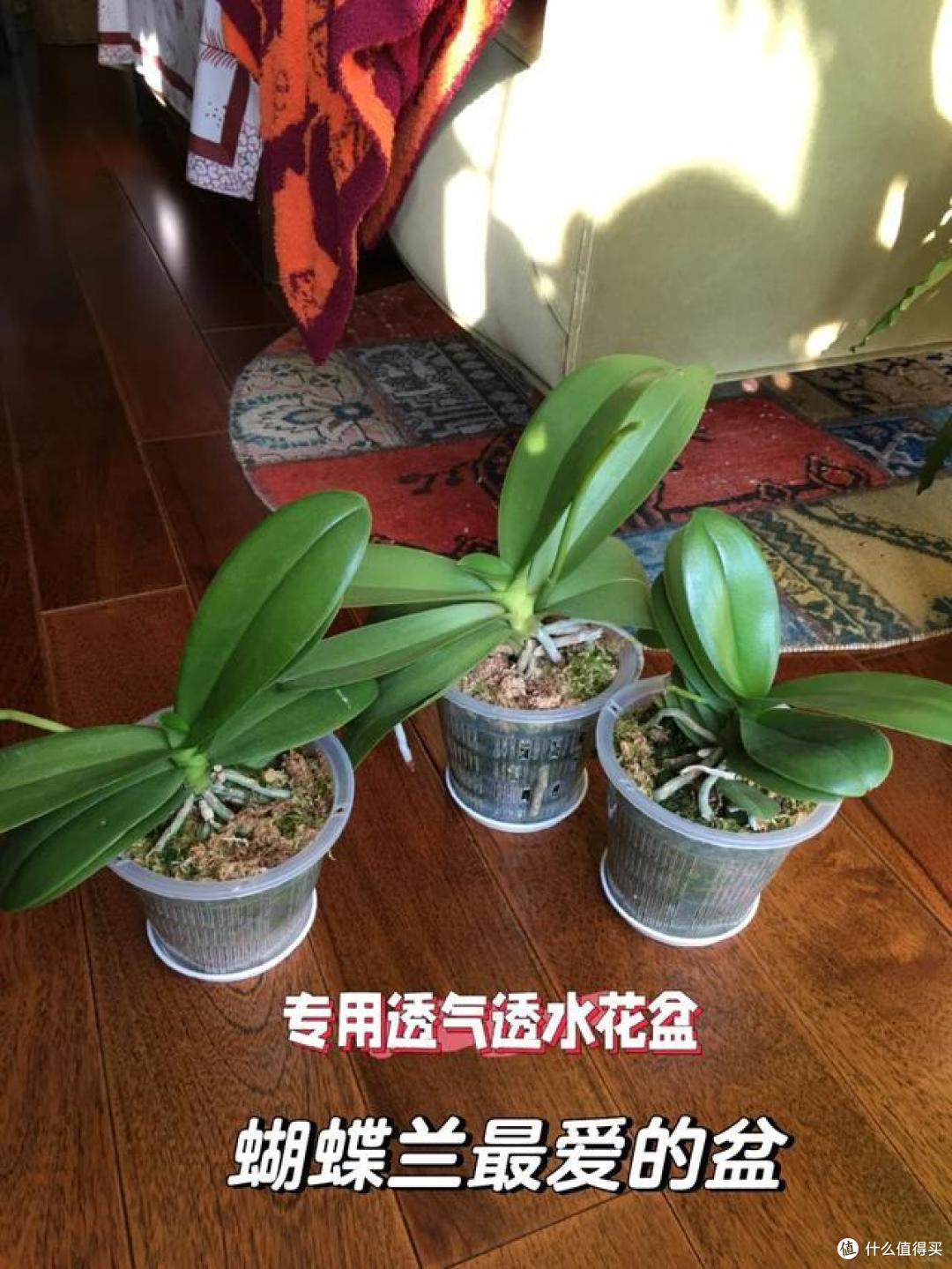 武汉一31岁太太，因“蝴蝶兰客厅”而走红，那叫一个壮观，晒晒