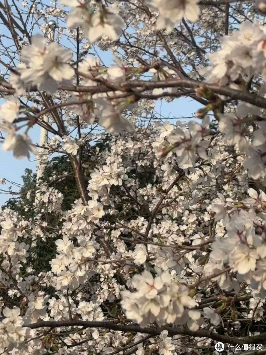 春日漫步：盛开的樱花带来的浪漫与希望！