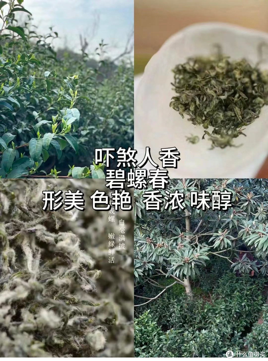 4款春茶大OK，你最中意哪一款？