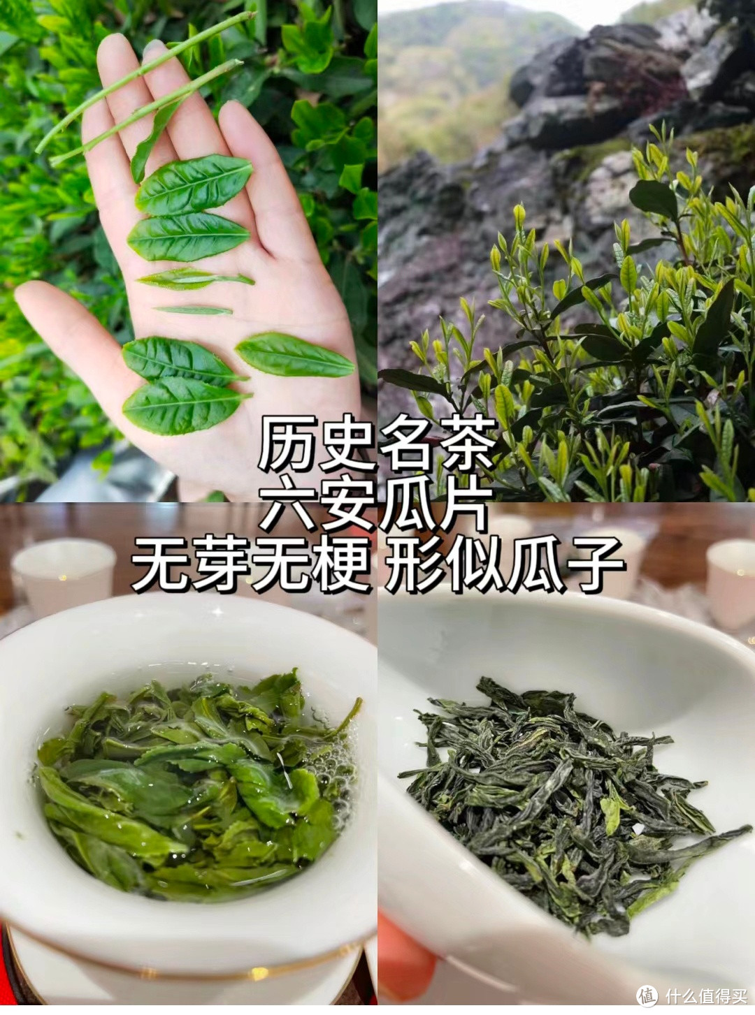 4款春茶大OK，你最中意哪一款？