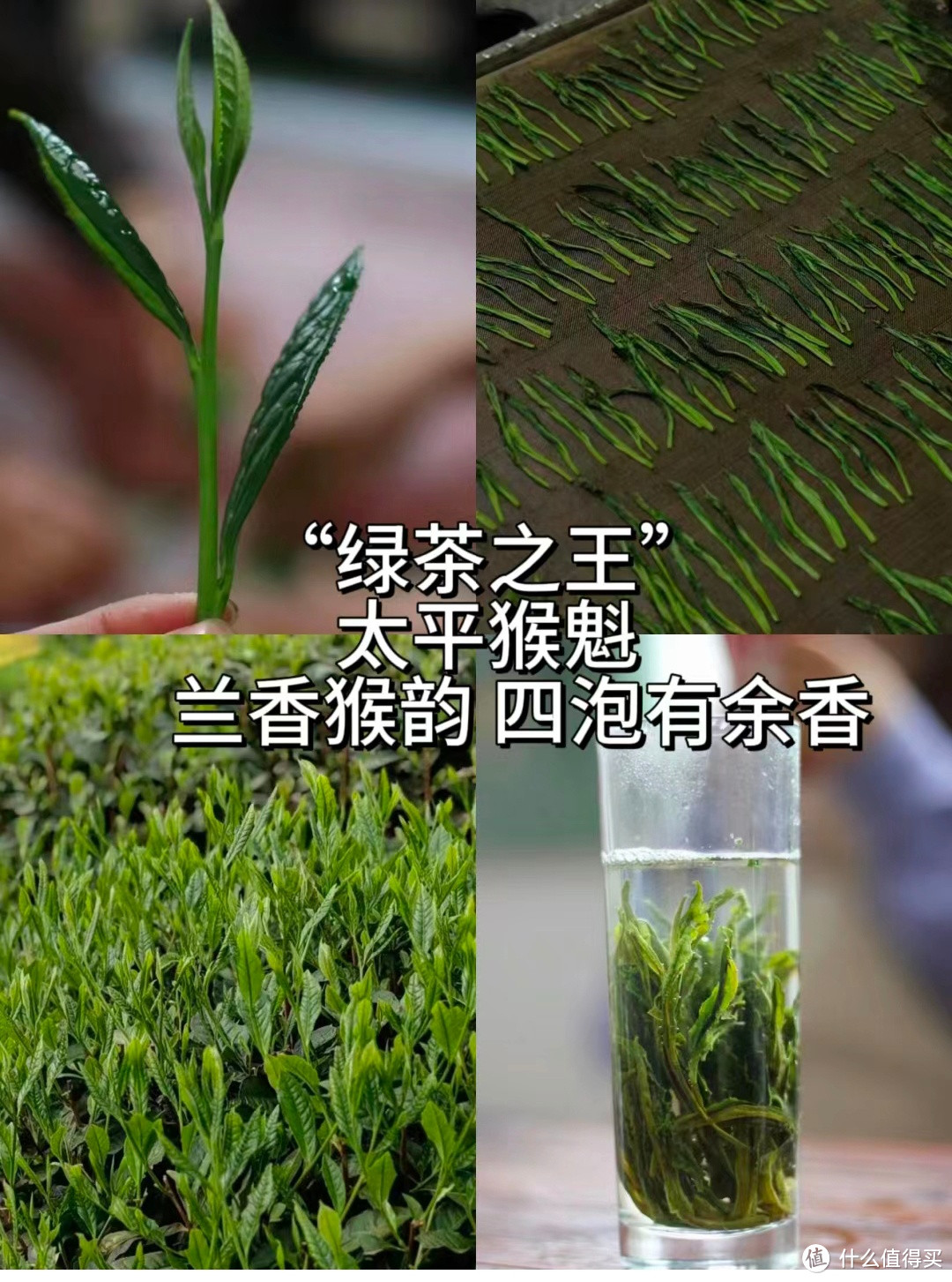 4款春茶大OK，你最中意哪一款？