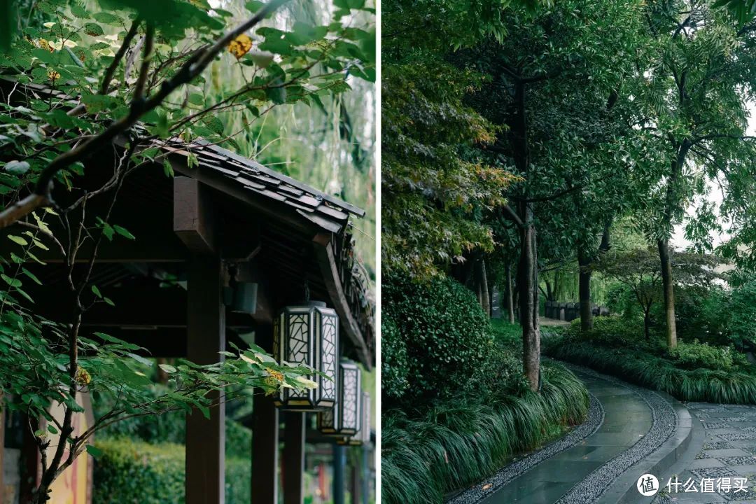 花期仅15天！春天一定要看的杭州樱花王