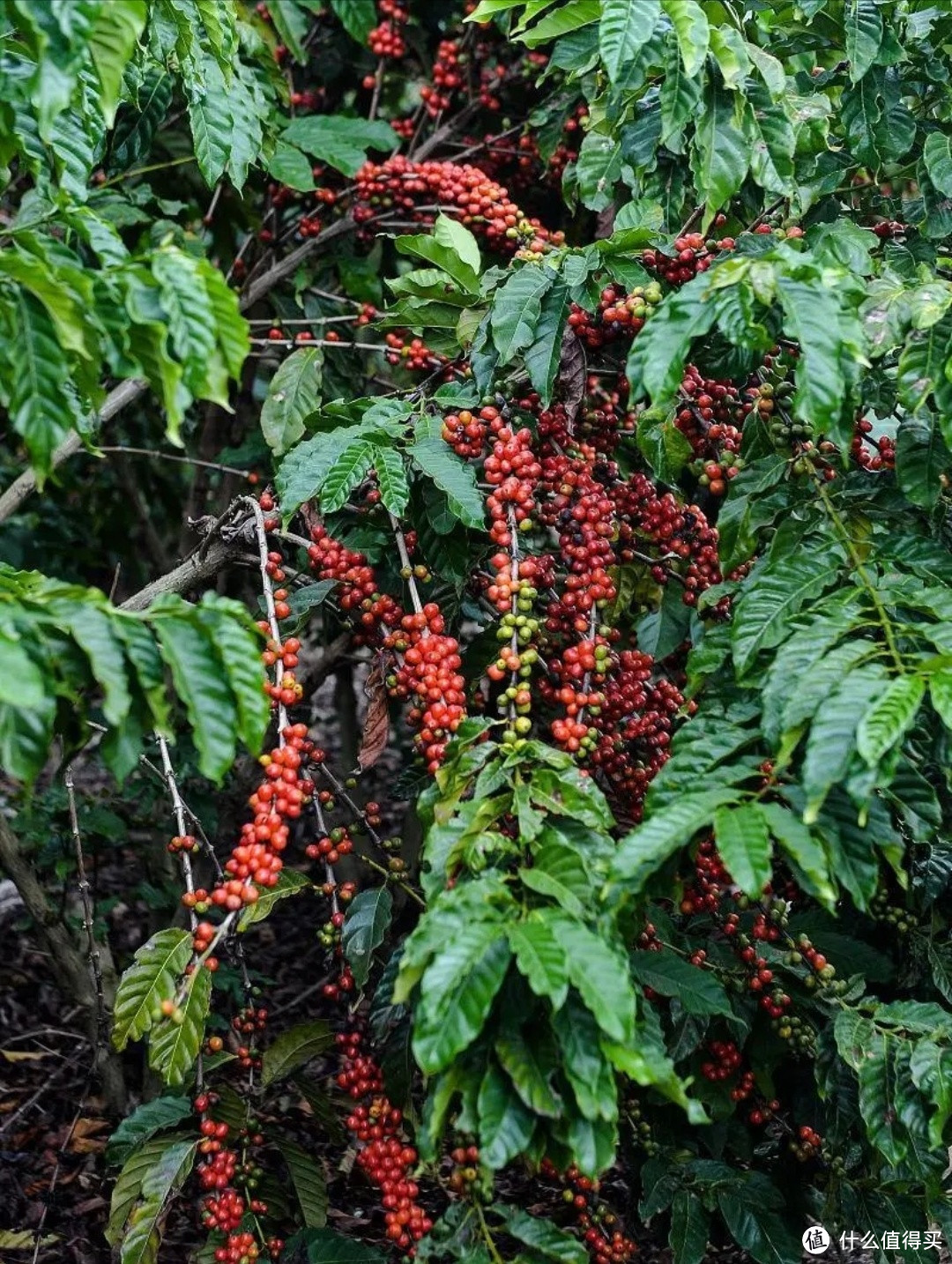 咖啡树与种子