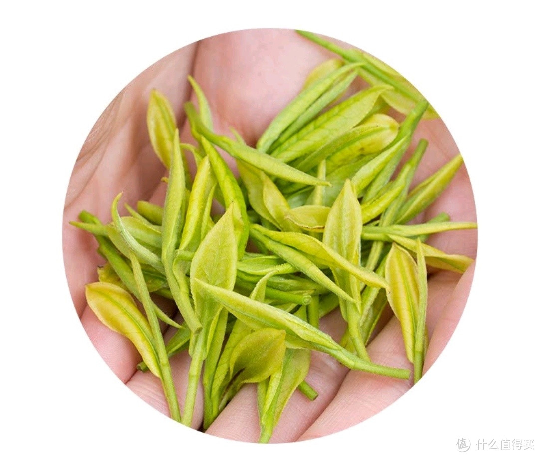 开工季‖名为白茶实为绿茶的安吉白茶
