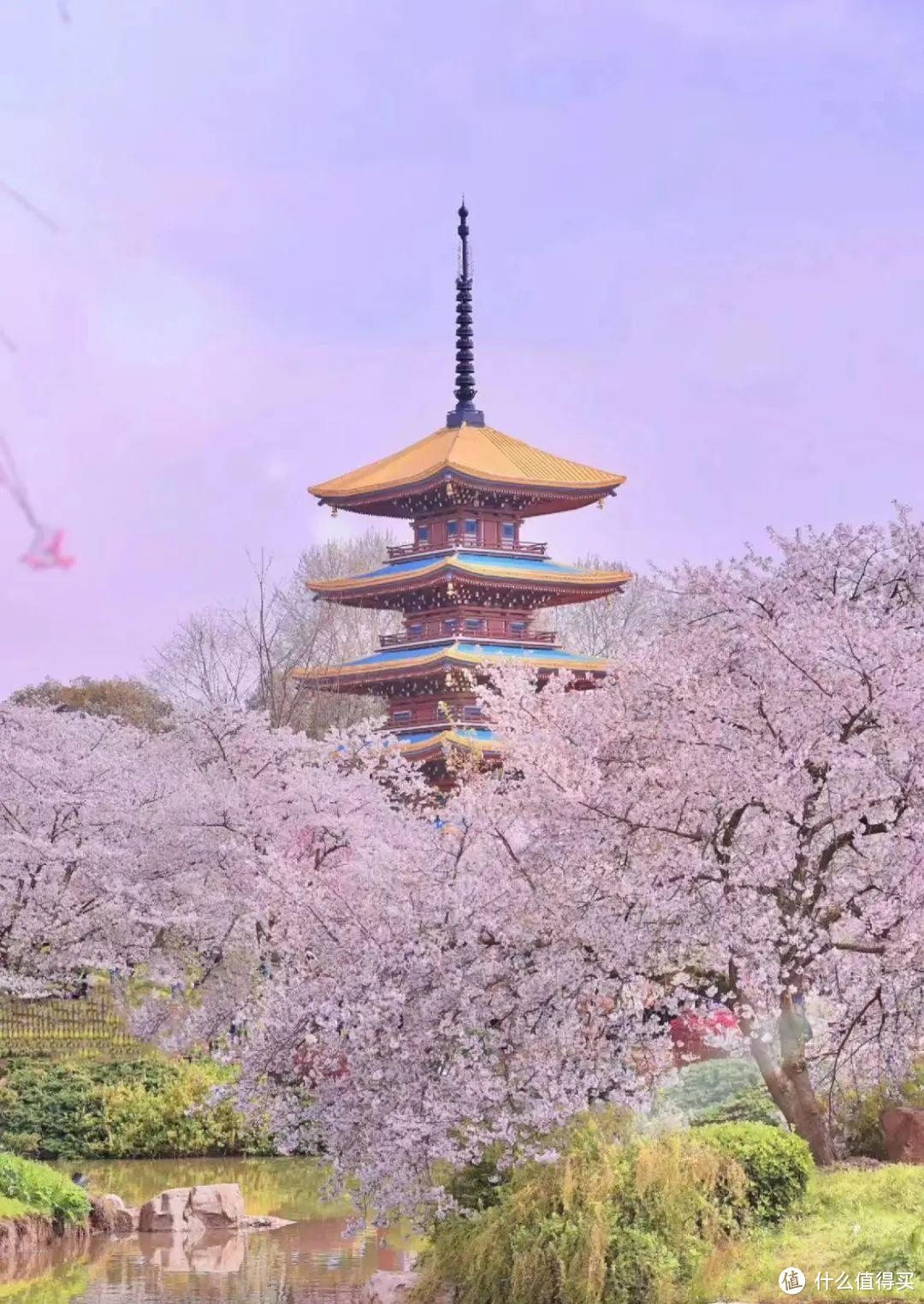 被誉为“中国早餐第一城”，三月樱花开满城，比日本更浪漫