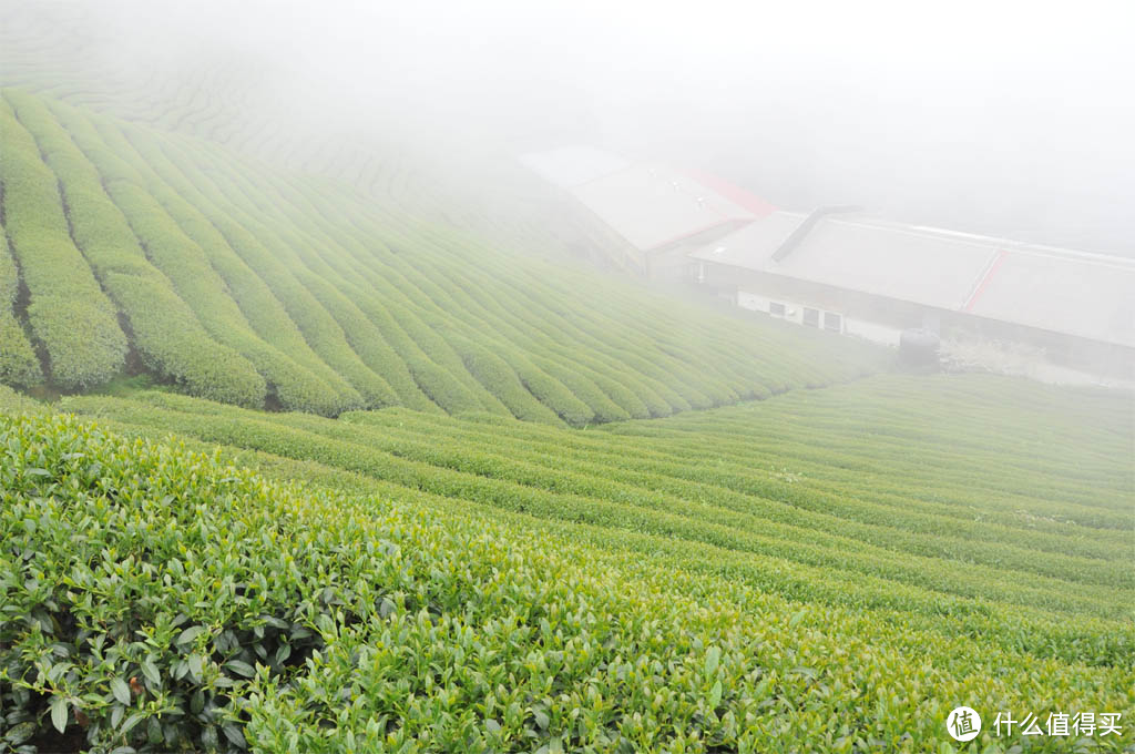 喝茶的故事：台湾冻顶乌龙茶，“高冷”的茶中之圣！