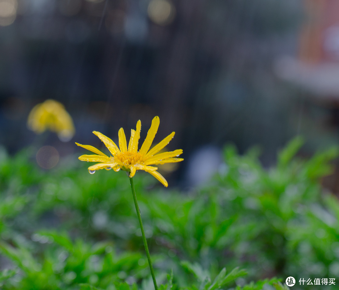 野菊花