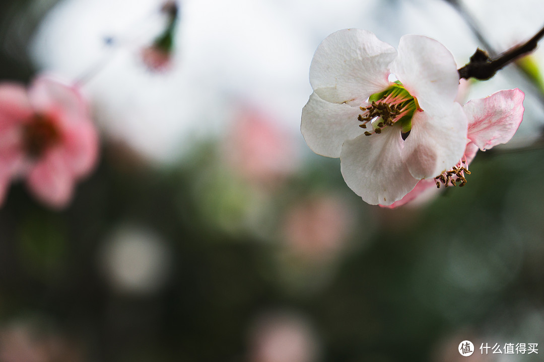 这可能是桃花