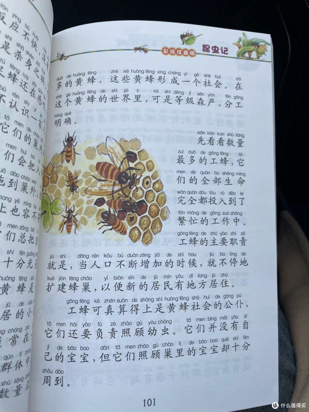 和娃一起读《昆虫记》之黄 蜂