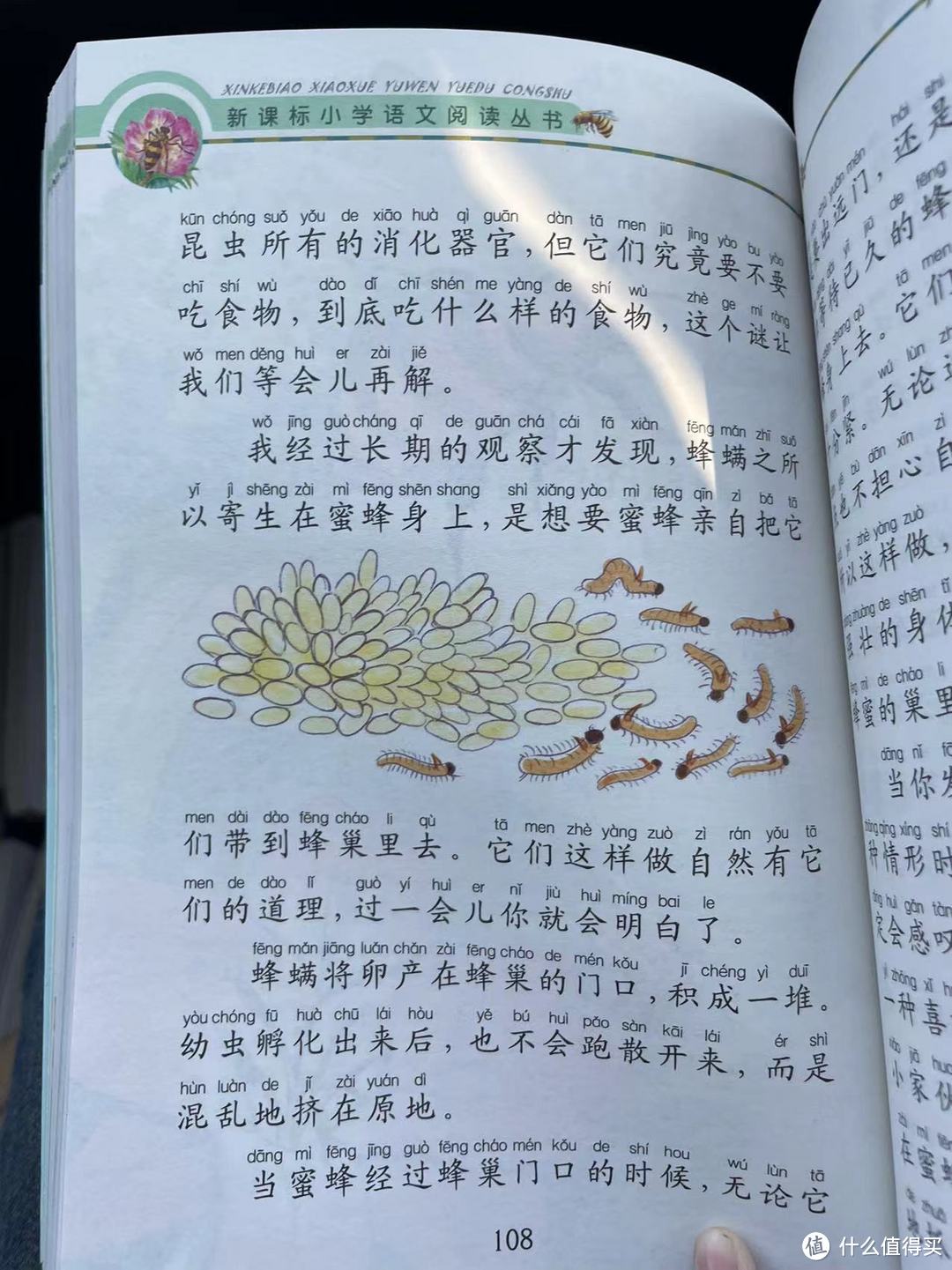 和娃一起读《昆虫记》之喜好冒险的蜂螨