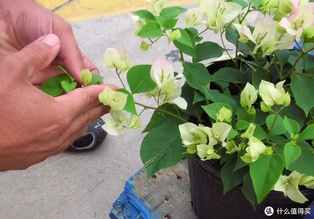 4月，三角梅就得“用心管”，越管越旺，越管越开花