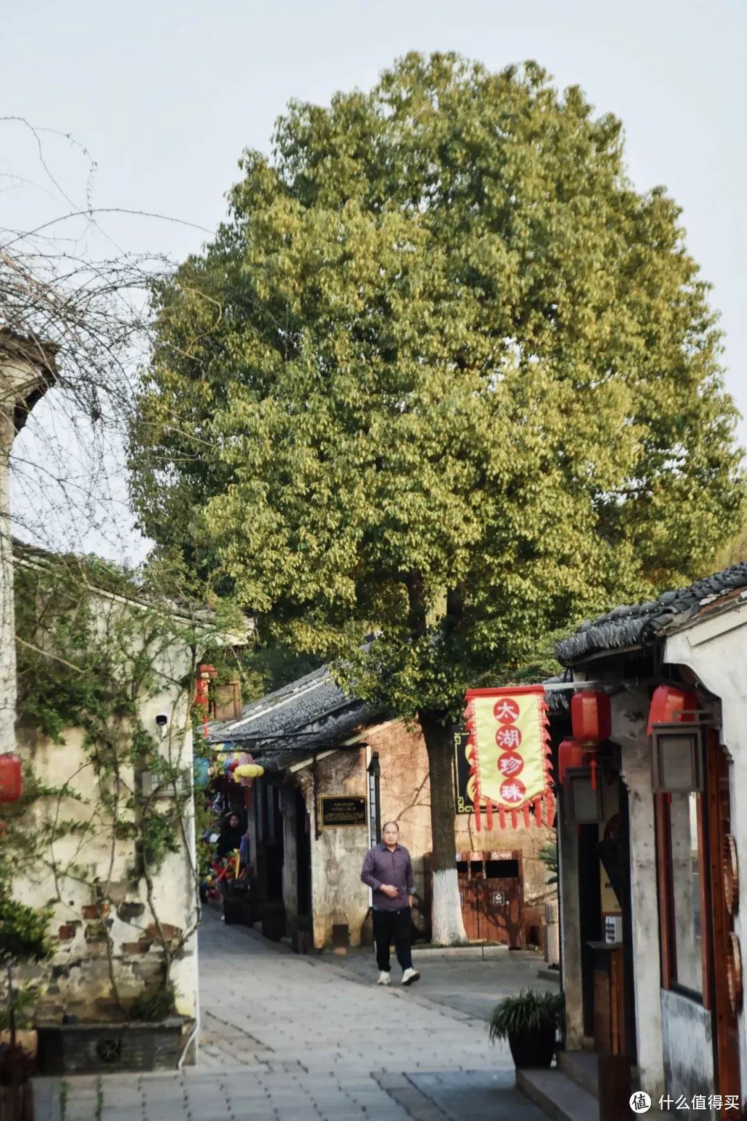 无锡樱花开了,将赏樱干货和小众local玩法一起打包给你