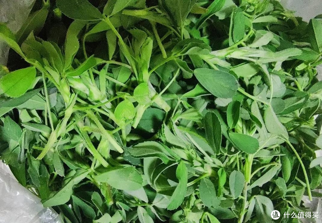 一排毒,二润肺,三养胃,3月抓紧吃这菜,别再当成杂草扔掉了