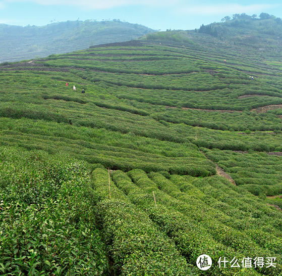 你可想到，你在办公室喝的茶有无穷的神力？