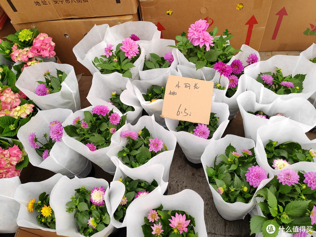 上海周末去哪里？三月上海逛花市——龙大盆花基地