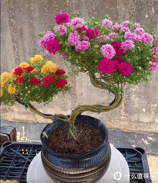 广西一大哥，用了2个月，打造了一株“太阳花树”，太壮观了